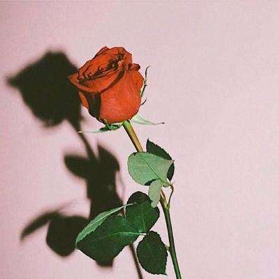 ky体育手机app下载