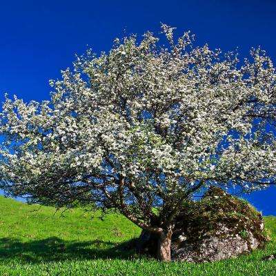 易倍下载手机版